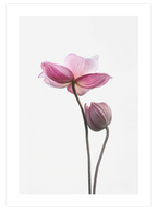 İki Lotus Çiçeği - Art Print