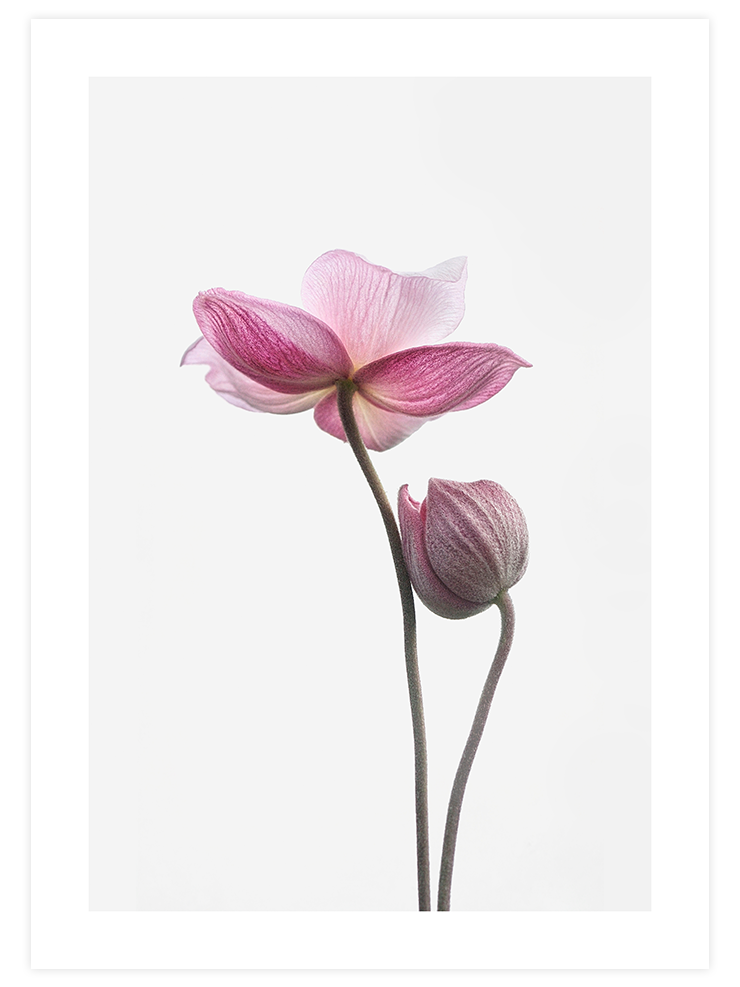 İki Lotus Çiçeği - Art Print