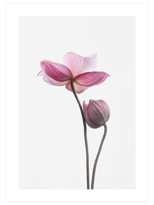 İki Lotus Çiçeği - Art Print