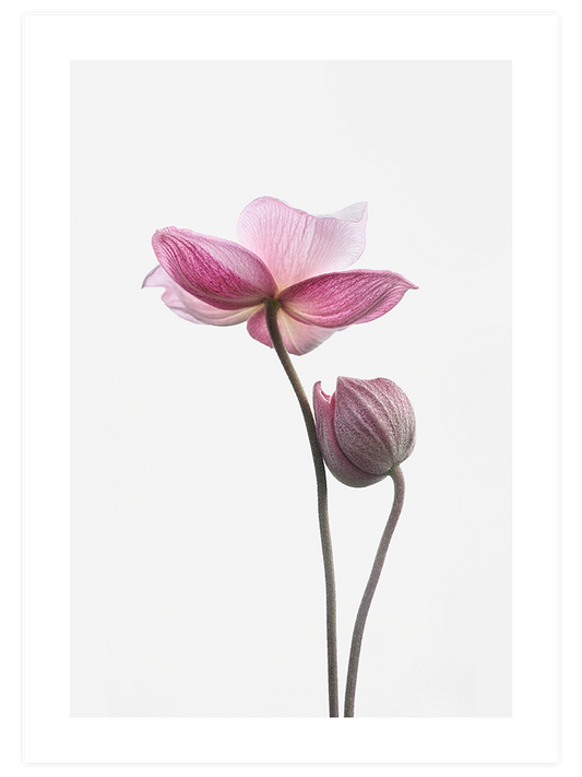 İki Lotus Çiçeği Poster - Giclée Baskı