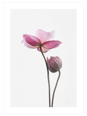 İki Lotus Çiçeği - Fine Art Poster