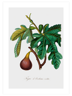 İncir - Art Print