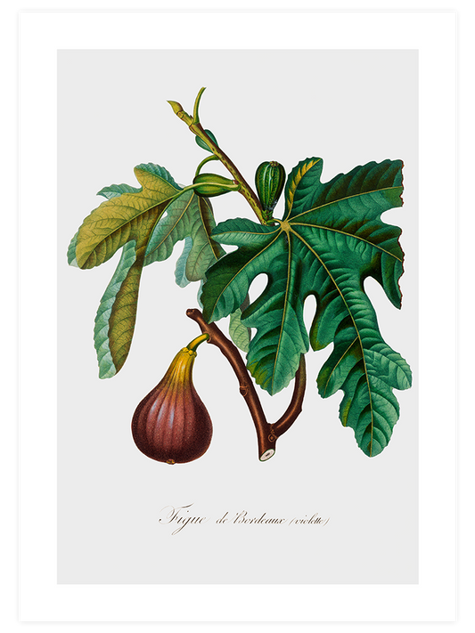 İncir - Art Print