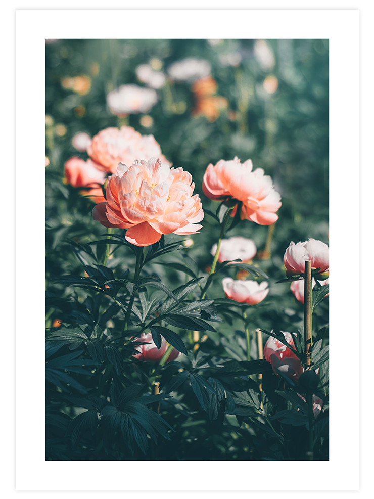 Peony Bahçesi - Art Print Ürün ana görseli