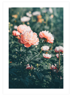 Peony Bahçesi - Art Print