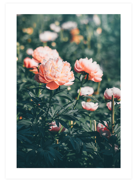Peony Bahçesi - Art Print