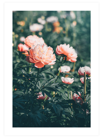 Peony Bahçesi - Art Print