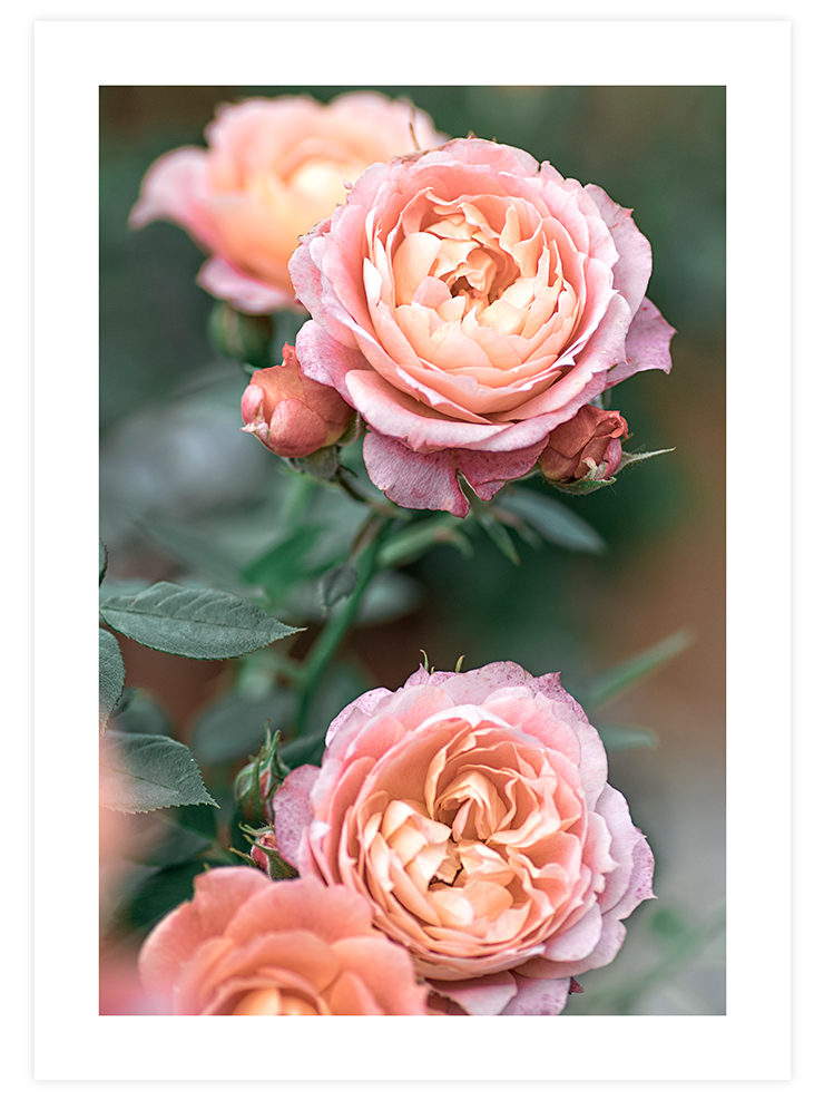 Jardin De Roses - Art Print
