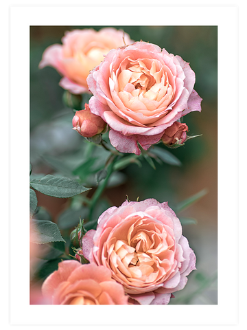 Jardin De Roses - Art Print