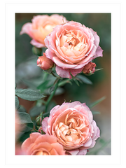 Jardin De Roses - Fine Art Poster