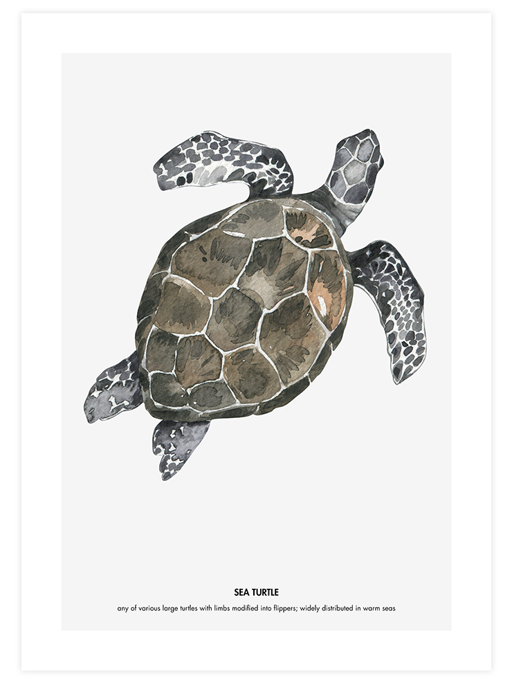 Kaplumbağa - Art Print Ürün ana görseli