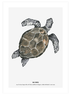 Kaplumbağa - Art Print