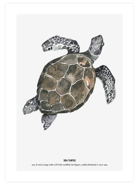 Kaplumbağa Poster - Giclée Baskı