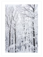 Karli Orman - Art Print