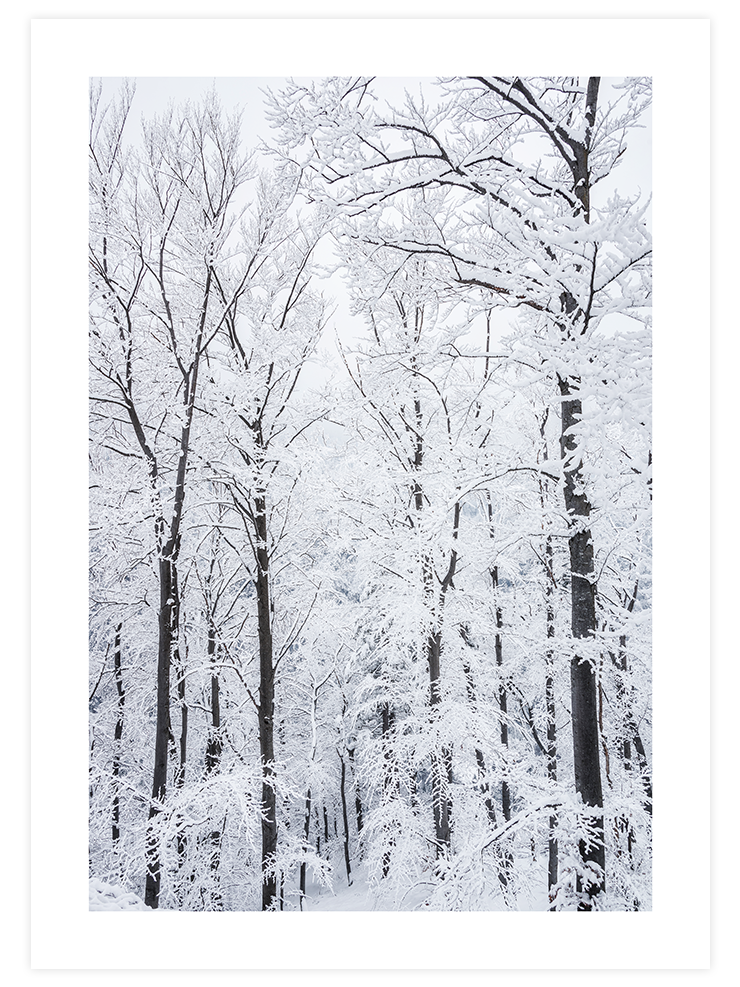 Karli Orman - Art Print