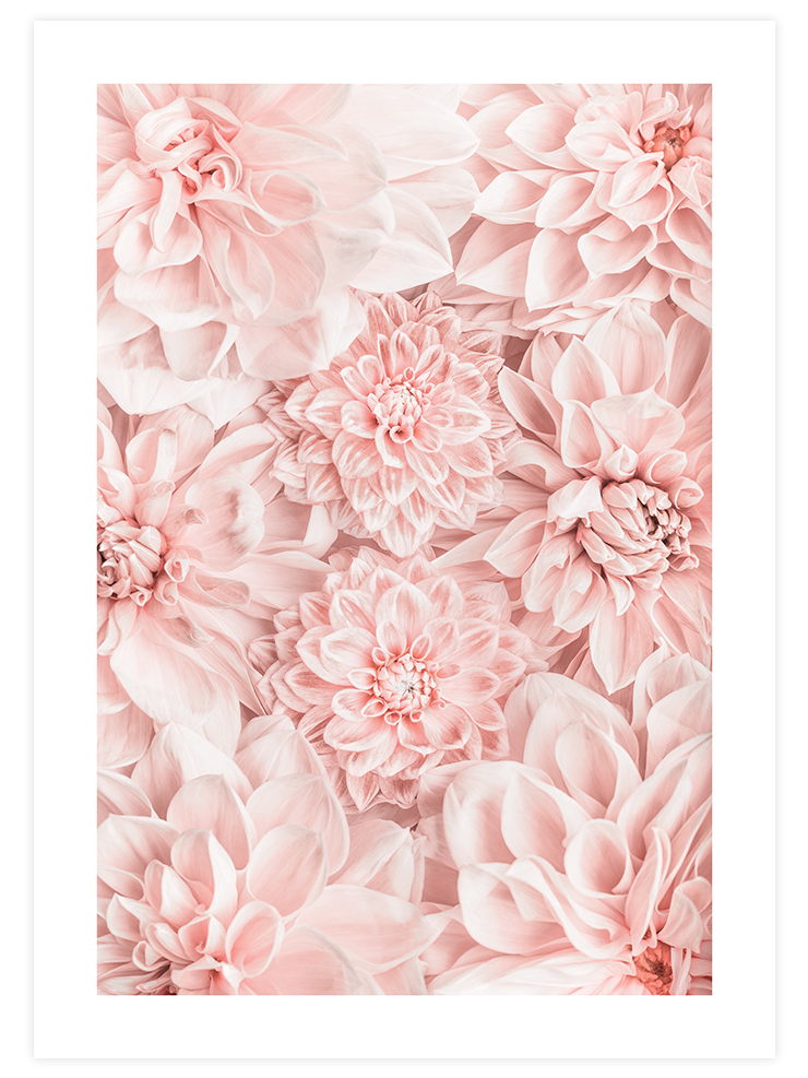 Kasımpatı - Art Print Ürün ana görseli