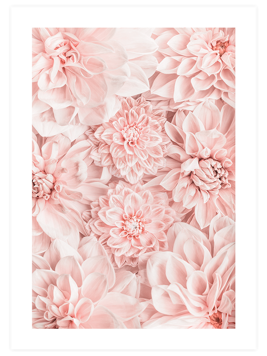 Kasımpatı - Art Print