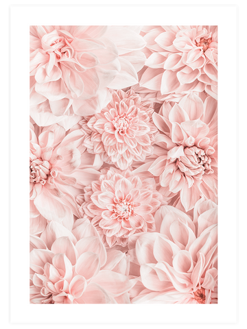 Kasımpatı - Art Print