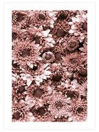 Krizantem - Art Print