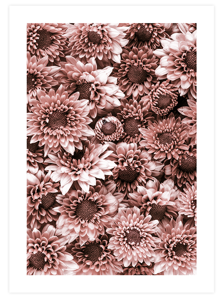 Krizantem - Art Print
