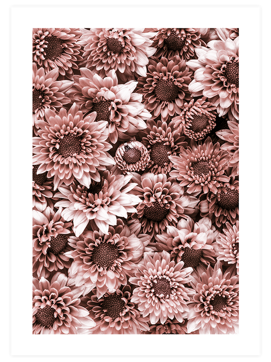 Krizantem - Art Print