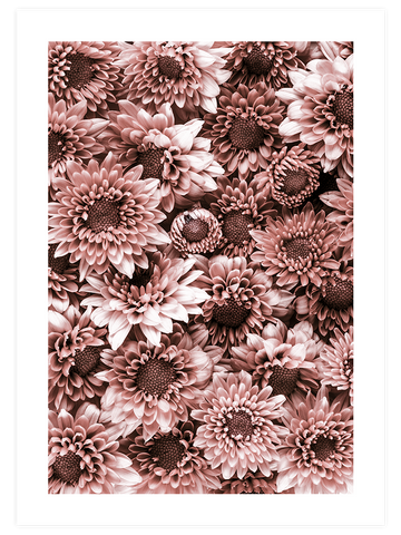 Krizantem - Art Print