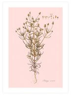 Kum Bitkisi - Art Print