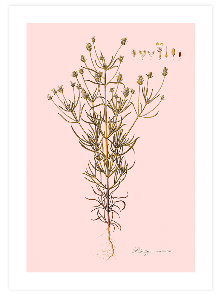 Kum Bitkisi - Art Print