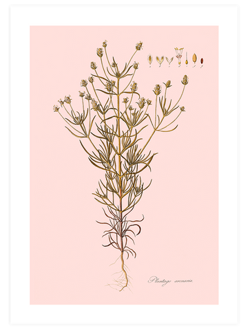 Kum Bitkisi - Art Print