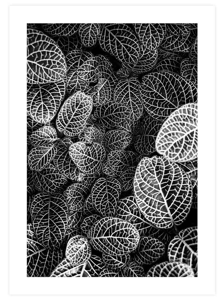Leaves - Art Print Ürün ana görseli