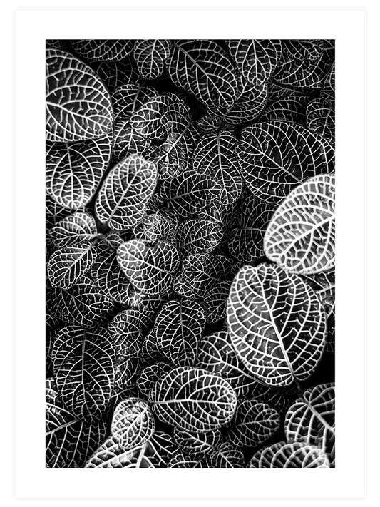 Leaves Poster - Giclée Baskı