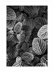 Leaves - Fine Art Poster