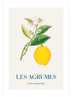 Limon - Art Print