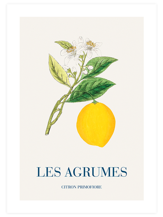 Limon - Art Print