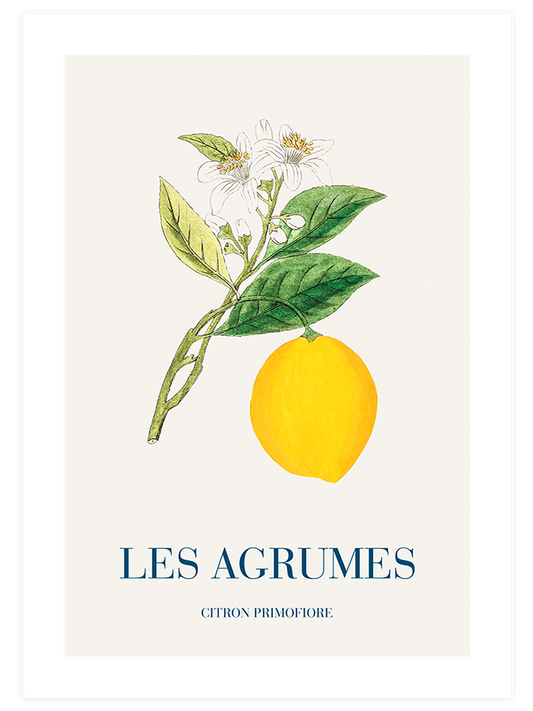 Limon Poster - Giclée Baskı