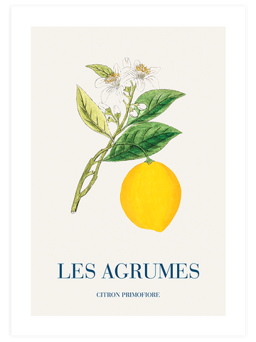 Limon - Art Print