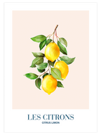 Les Citrons - Art Print