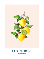 Multivitamin - Poster Seti Trio