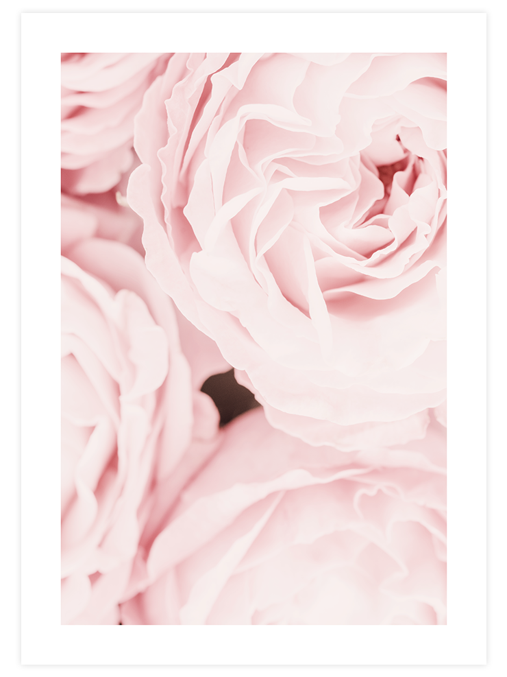 Les Roses - Art Print