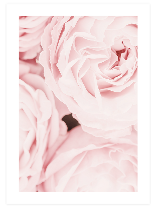 Les Roses - Art Print