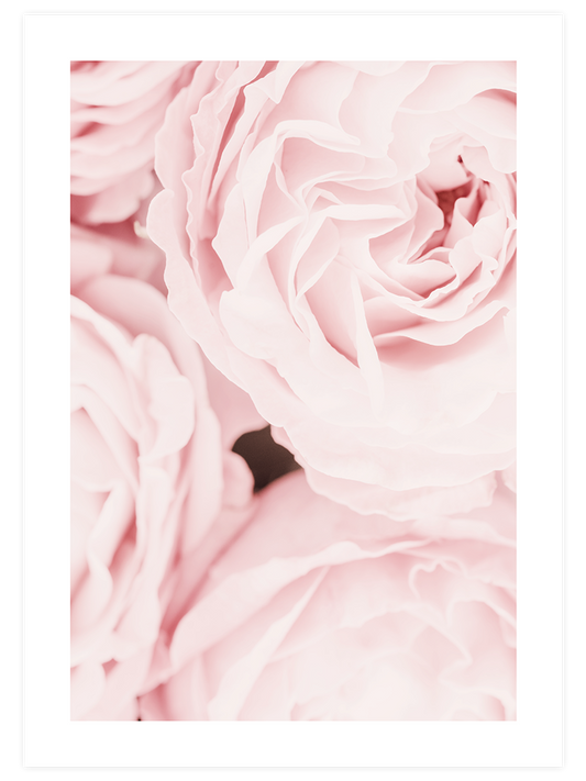 Les Roses Poster - Giclée Baskı