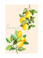 Limone - Art Print