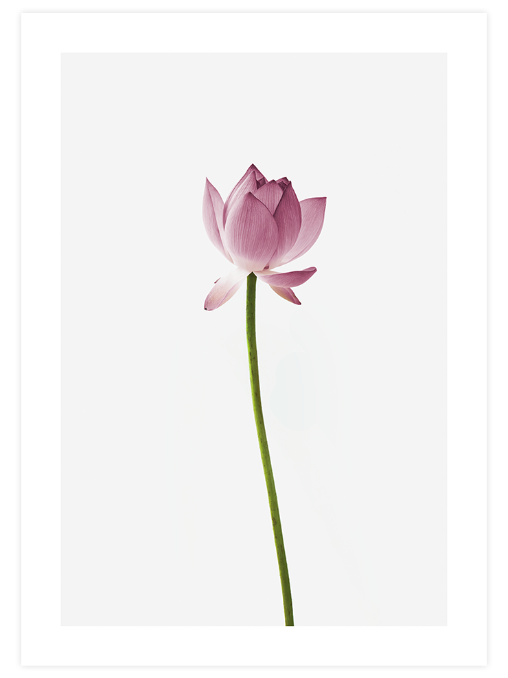 Lotus Çiçeği - Art Print Ürün ana görseli