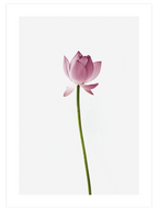 Lotus Çiçeği - Art Print