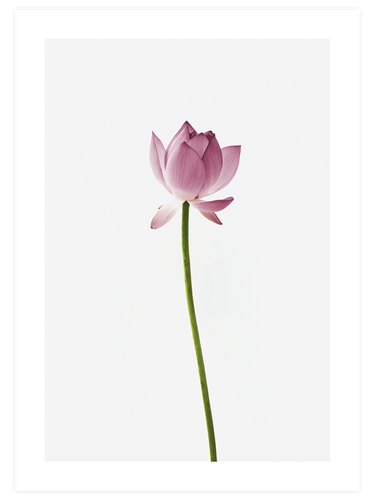 Lotus Çiçeği Poster - Giclée Baskı