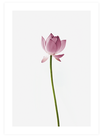 Lotus Çiçeği - Art Print
