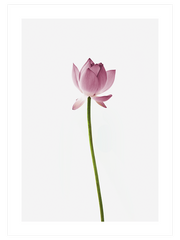 Lotus Çiçeği - Fine Art Poster