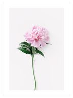 Ma Fleur Unique - Art Print