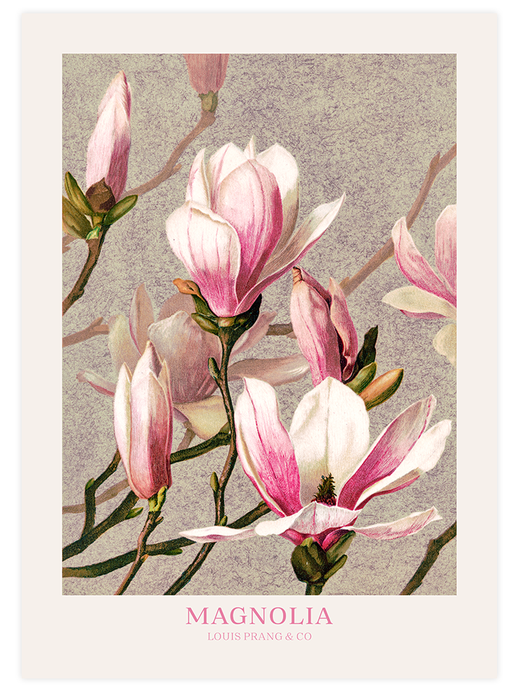 Magnolia - Art Print Ürün ana görseli
