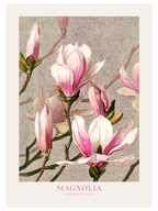 Magnolia - Art Print